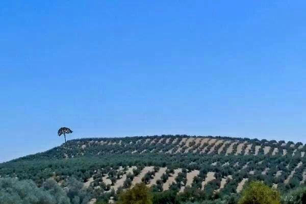Paisaje y pino bartolo la ramona